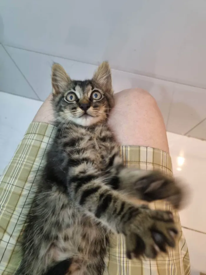 Gato ra a Felino SRD idade 2 a 6 meses nome Plic Ploc
