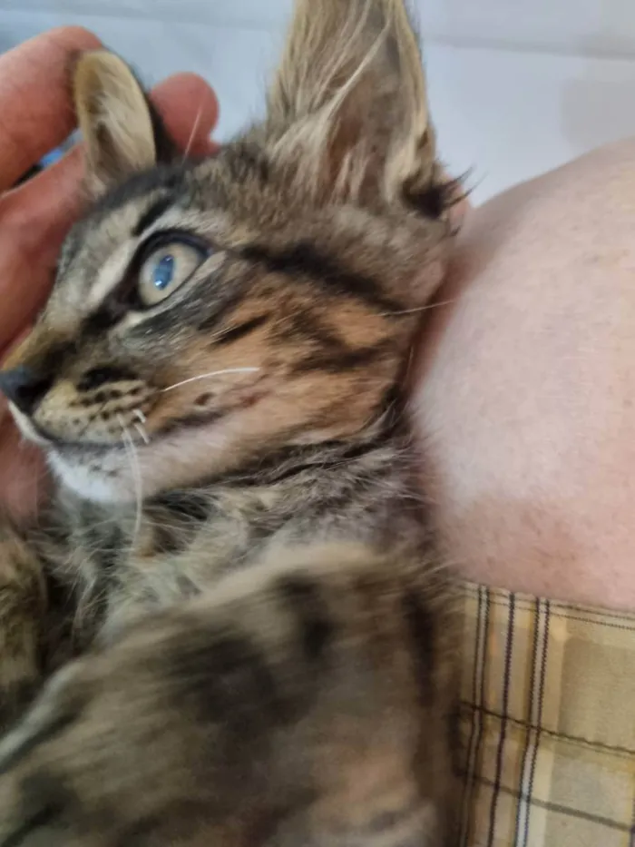 Gato ra a Felino SRD idade 2 a 6 meses nome Plic Ploc