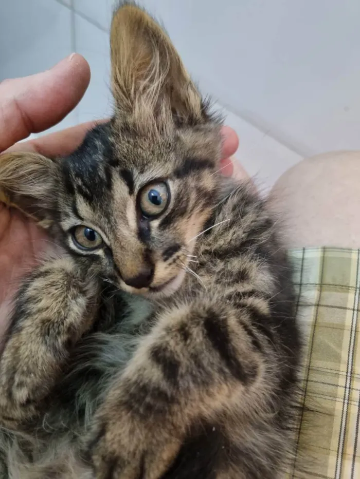 Gato ra a Felino SRD idade 2 a 6 meses nome Plic Ploc