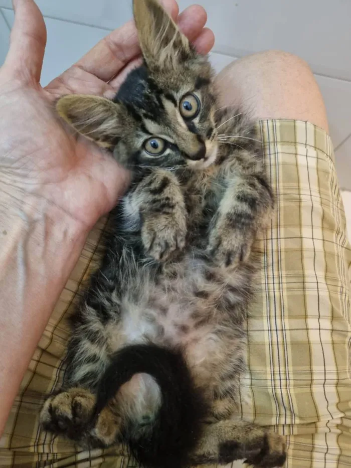 Gato ra a Felino SRD idade 2 a 6 meses nome Plic Ploc