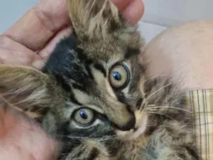 Gato raça Felino SRD idade 2 a 6 meses nome Plic Ploc