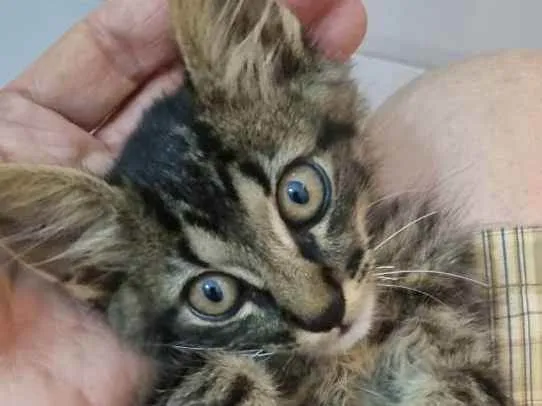 Gato ra a Felino SRD idade 2 a 6 meses nome Plic Ploc