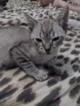 Felinos 