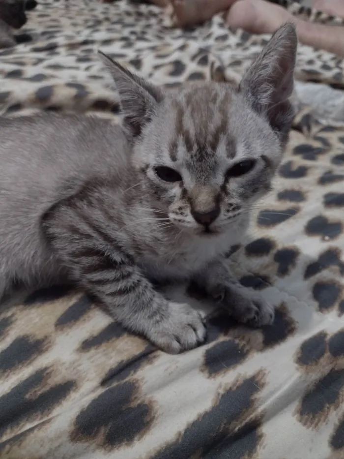 Gato ra a Não sei  idade 2 a 6 meses nome Felinos 