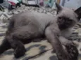 Felinos 