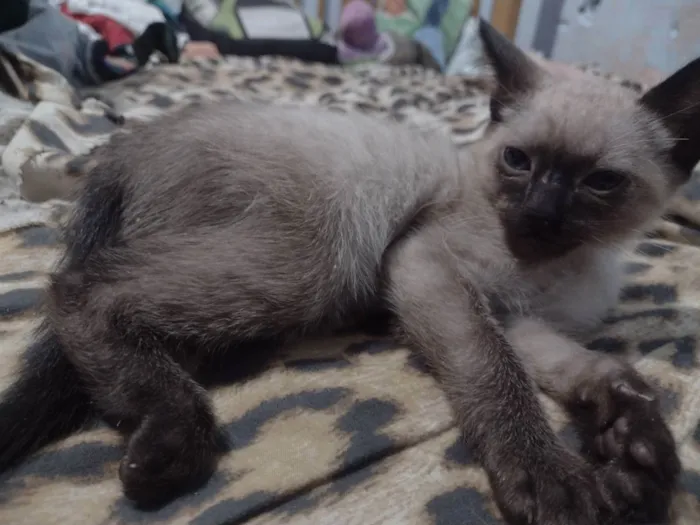 Gato ra a Não sei  idade 2 a 6 meses nome Felinos 
