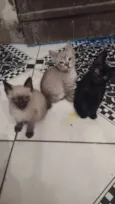Felinos 