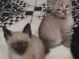 Felinos 