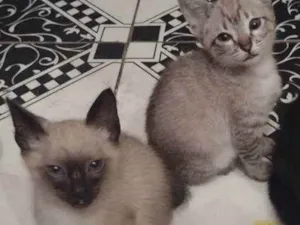 Gato raça Não sei  idade 2 a 6 meses nome Felinos 