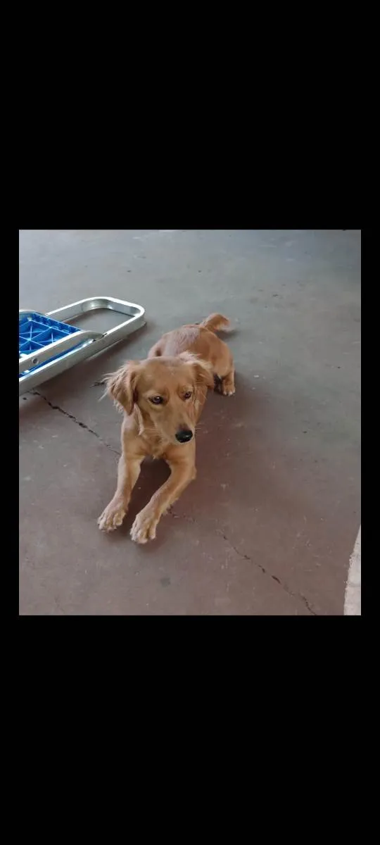 Cachorro raça Srd idade 1 ano nome Bella