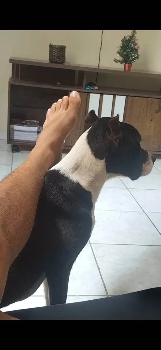 Cachorro ra a pitbulterrier  idade 7 a 11 meses nome heros