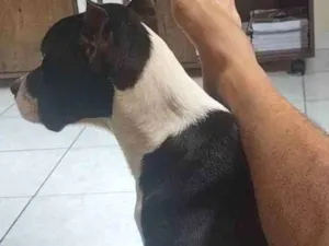 Cachorro raça pitbulterrier  idade 7 a 11 meses nome heros