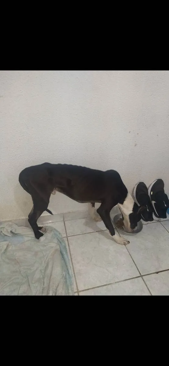 Cachorro ra a pitbulterrier  idade 7 a 11 meses nome heros