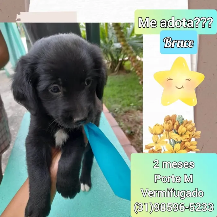 Cachorro raça SRD idade 2 a 6 meses nome Bruce