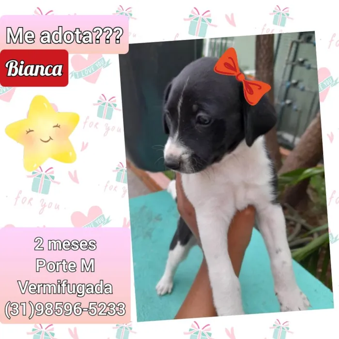 Cachorro raça SRD idade 2 a 6 meses nome Bianca