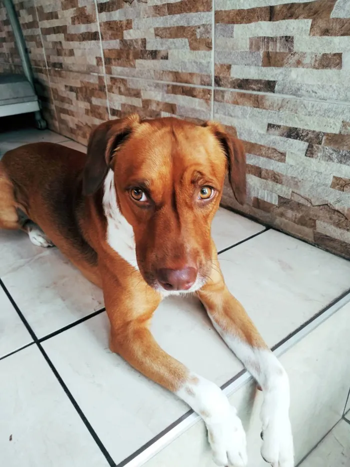 Cachorro raça SRD idade 2 anos nome Billy