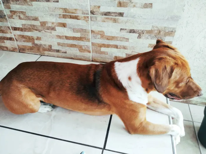 Cachorro raça SRD idade 2 anos nome Billy
