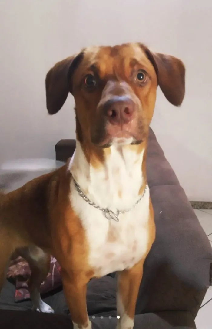 Cachorro raça SRD idade 2 anos nome Billy