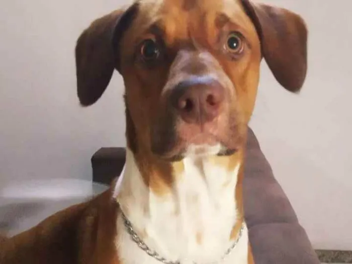Cachorro raça SRD idade 2 anos nome Billy