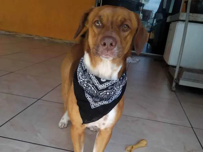 Cachorro raça SRD idade 2 anos nome Billy