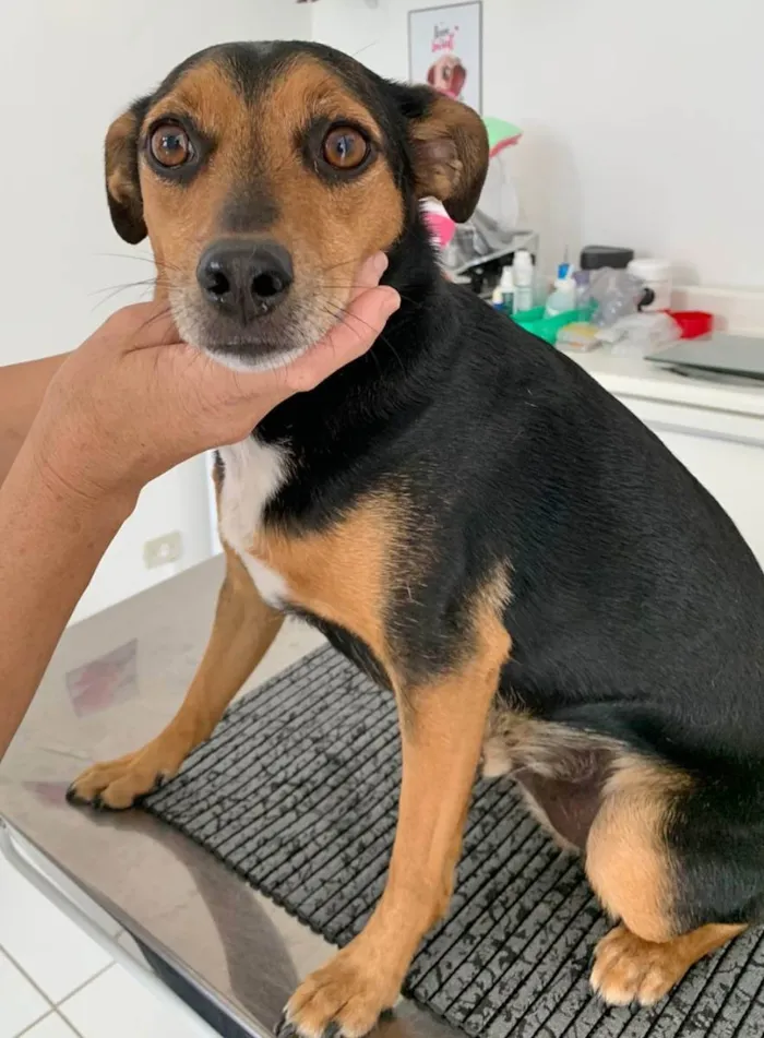 Cachorro raça SRD idade 2 anos nome CARAMELO