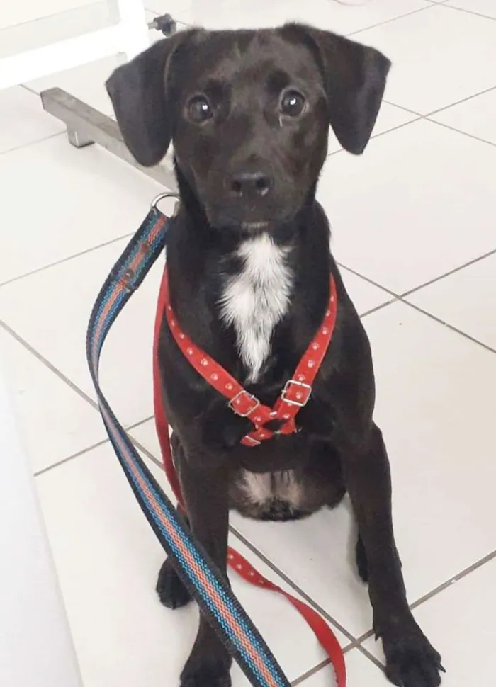 Cachorro raça SRD idade 1 ano nome PIETRA