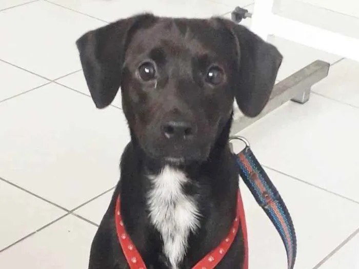 Cachorro raça SRD idade 1 ano nome PIETRA