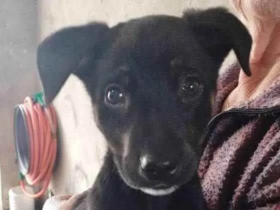 Cachorro raça SRD idade 2 a 6 meses nome JOLIE