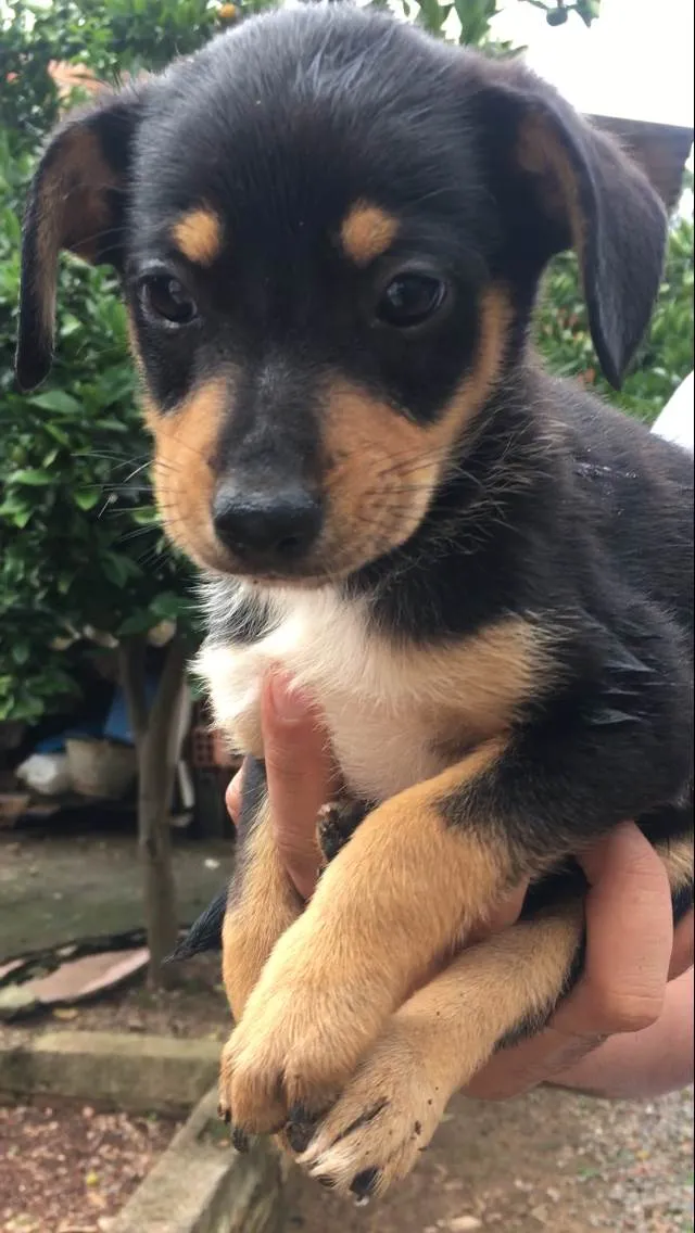 Cachorro ra a Vira lata idade 2 a 6 meses nome Filhote