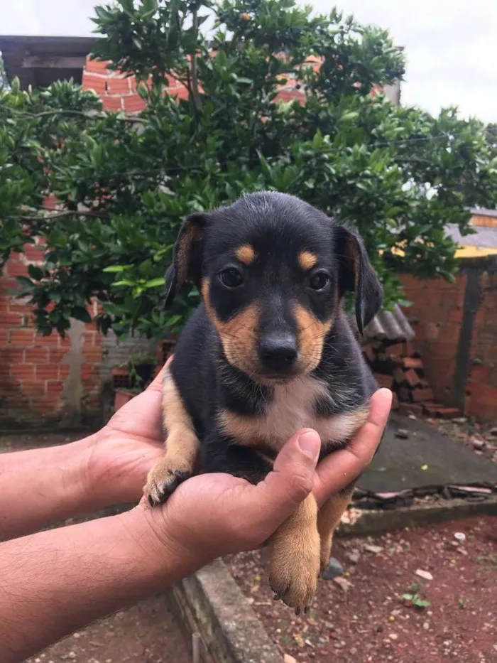 Cachorro ra a Vira lata idade 2 a 6 meses nome Filhote