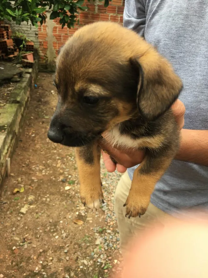 Cachorro ra a Raça não identificada idade 2 a 6 meses nome Sem nome filhote