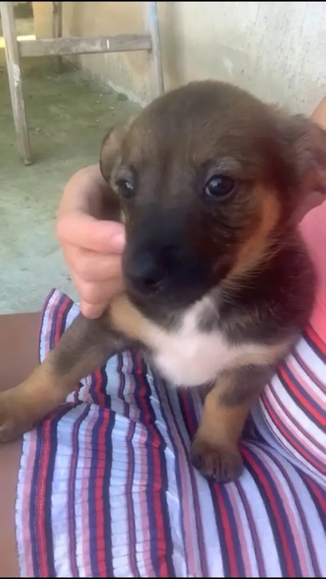 Cachorro ra a Raça não identificada idade 2 a 6 meses nome Sem nome filhote