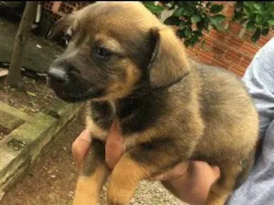 Cachorro raça Raça não identificada idade 2 a 6 meses nome Sem nome filhote