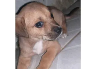 Cachorro raça Indefinida idade Abaixo de 2 meses nome Semnome