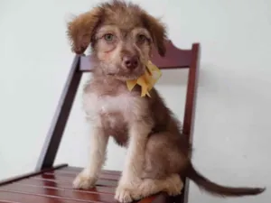 Cachorro raça Srd idade 2 a 6 meses nome Filhote 3 meses 