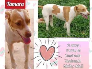 Cachorro raça SRD idade 3 anos nome Tamara