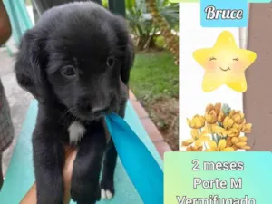 Cachorro raça SRD idade 2 a 6 meses nome Bruce