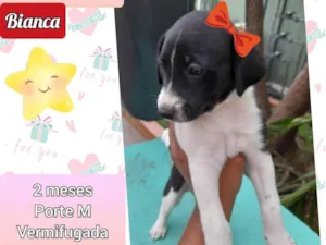 Cachorro raça SRD idade 2 a 6 meses nome Bianca