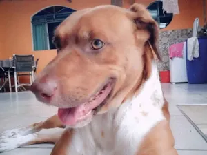 Cachorro raça SRD idade 2 anos nome Billy