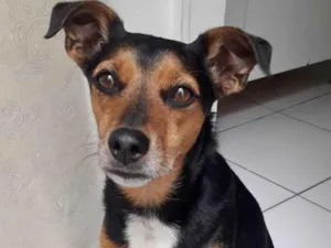 Cachorro raça SRD idade 2 anos nome CARAMELO