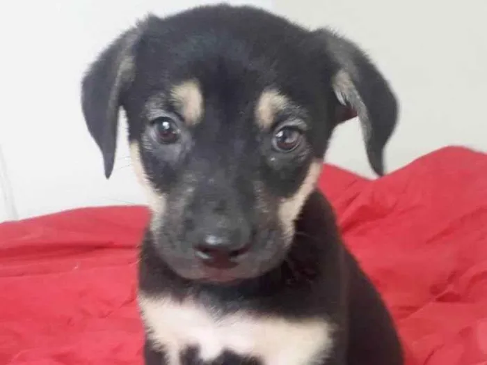 Cachorro raça SRD idade 2 a 6 meses nome BART