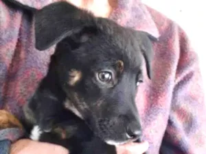 Cachorro raça SRD idade 2 a 6 meses nome JOLIE
