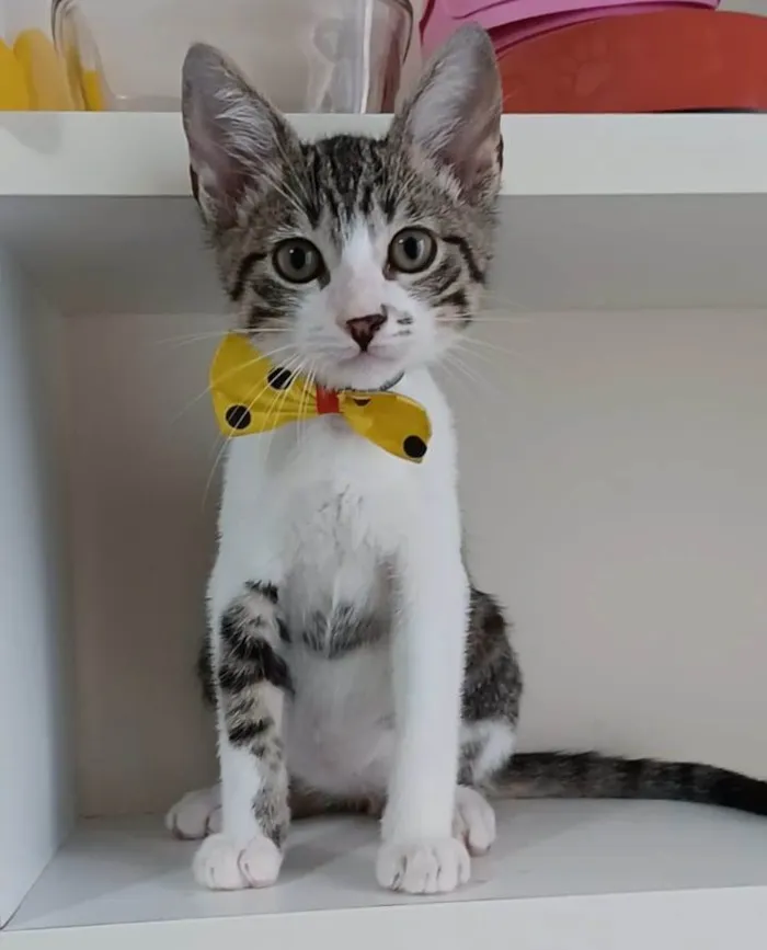 Gato ra a Srd idade 2 a 6 meses nome Pipo