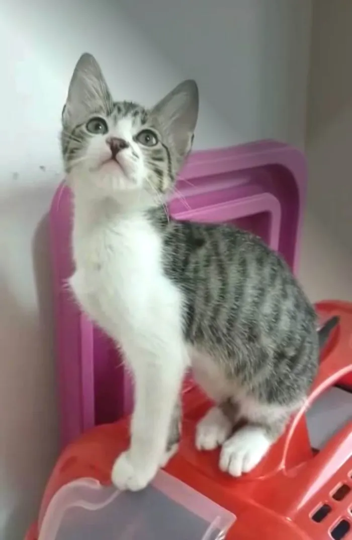 Gato ra a Srd idade 2 a 6 meses nome Pipo