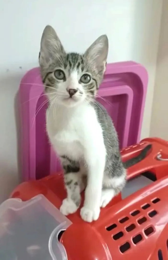 Gato ra a Srd idade 2 a 6 meses nome Pipo