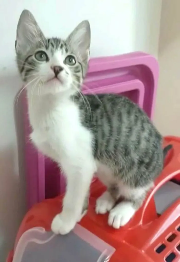 Gato ra a Srd idade 2 a 6 meses nome Pipo