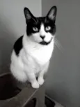 Filó