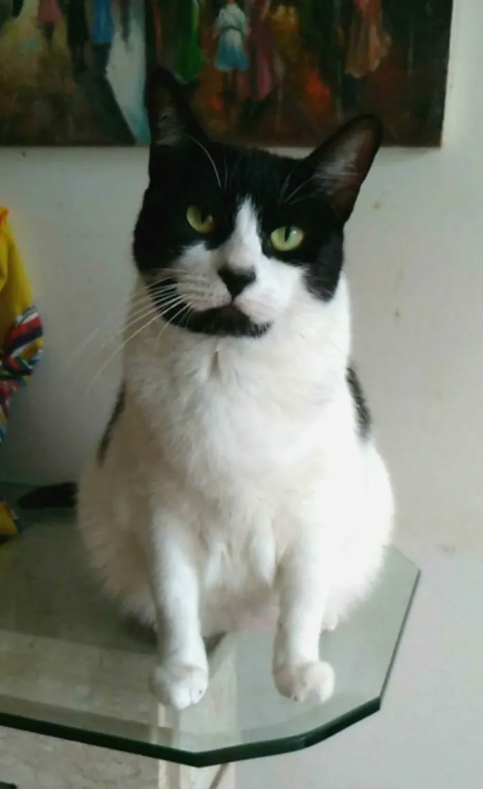 Gato ra a srd frajolinha  idade 2 anos nome Filó
