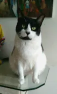 Filó