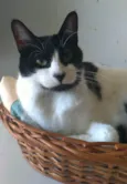 Filó